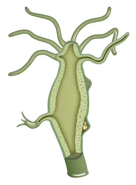 Hydra Vulgaris Yapısal Anatomisi — Stok fotoğraf