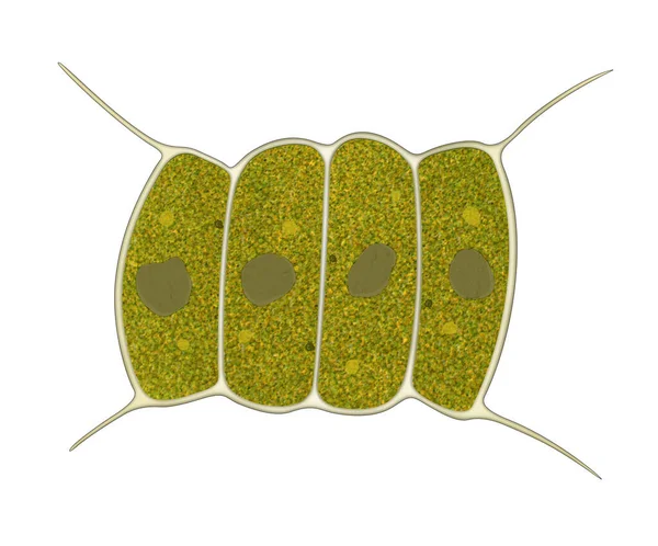 Mikroskopijny Organizm Chlorofity Scenedesmus Quadricauda — Zdjęcie stockowe