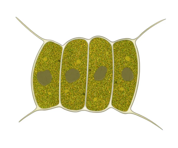 Μικροσκοπικός Οργανισμός Χλωροφύτες Scenedesmus Quadricauda — Φωτογραφία Αρχείου