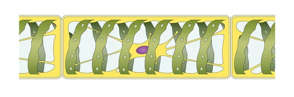 Groene Algea Spirogyra Structuur — Stockfoto