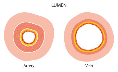 Difference between artery and vein lumen clipart