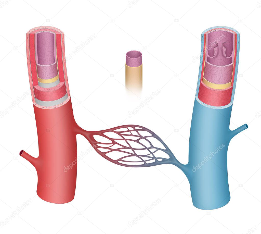 Blood vessels anatomy. The arteries and veins have three layers. The middle layer is thicker in the arteries than it is in the veins