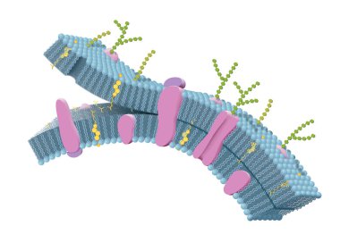 Hücre zarında fosfolipidler, kolesterol, içsel ve dışsal proteinler. 3B illüstrasyon