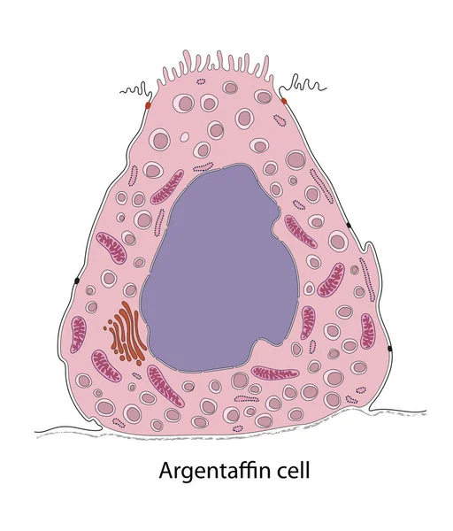 胃アルゼンタフィン細胞の模式図 — ストック写真