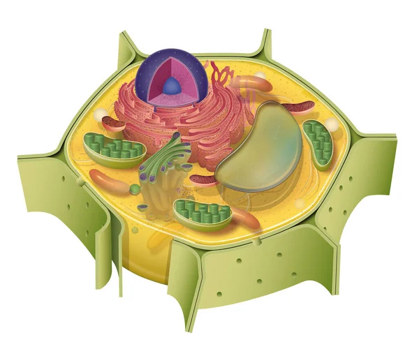 Ilustracja Komórki Roślinnej — Zdjęcie stockowe