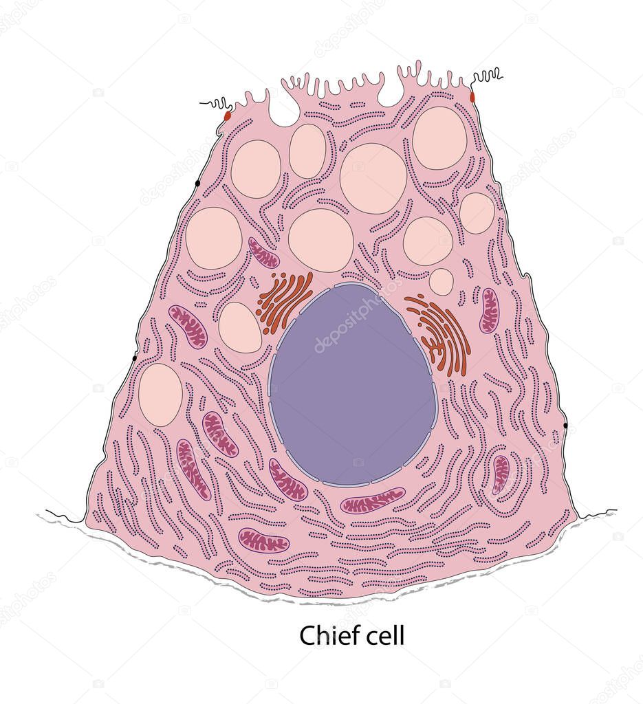 Diagram of gastric chief cell