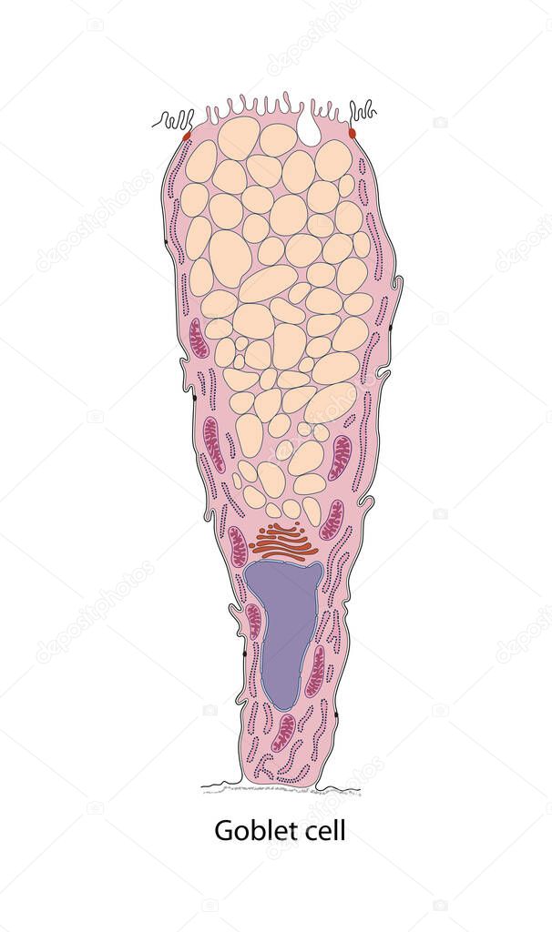 Diagram of gastric mucous neck cell