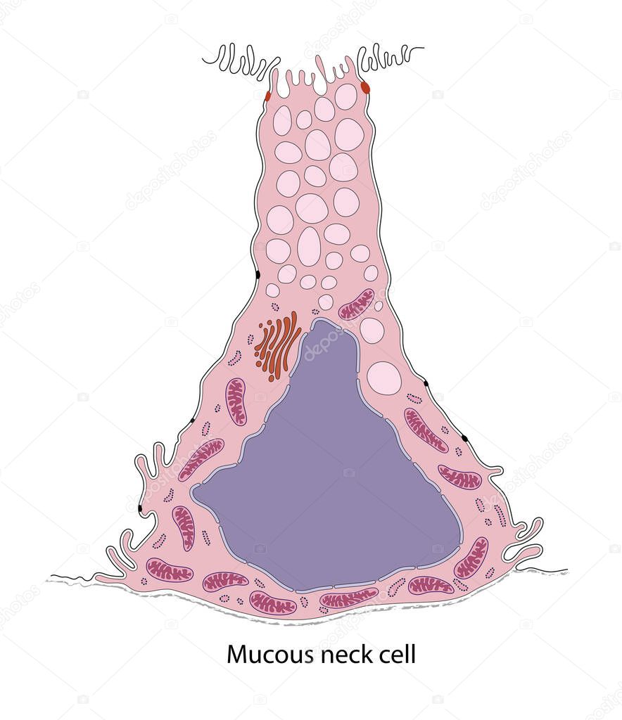 Diagram of gastric mucous neck cell