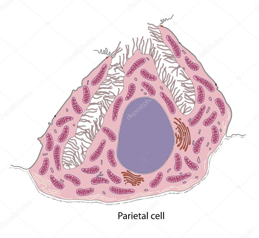 Diagram of gastric argentaffin cell
