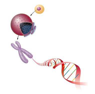 Cell Structure. DNA molecule clipart