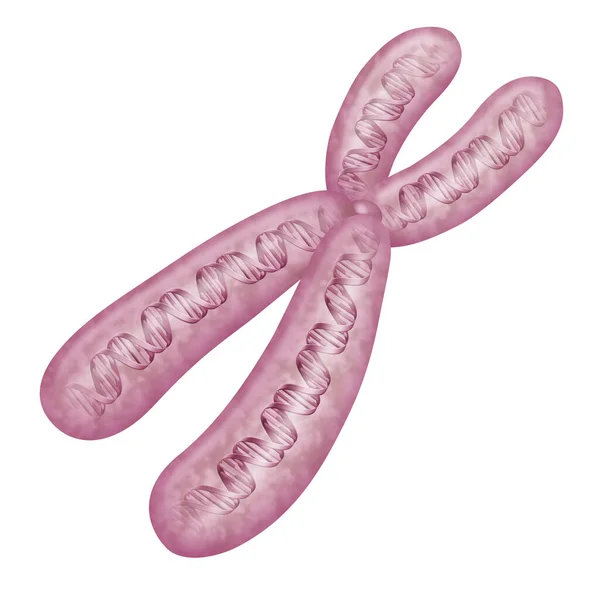 在每个细胞的细胞核中 Dna分子被包装成线状结构 称为染色体 — 图库照片
