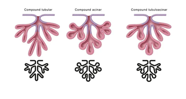 腺体的结构分类 复合腺体 — 图库照片