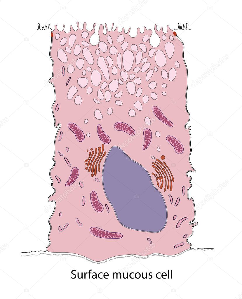 Diagram of surface mucous cell from the bat stomach