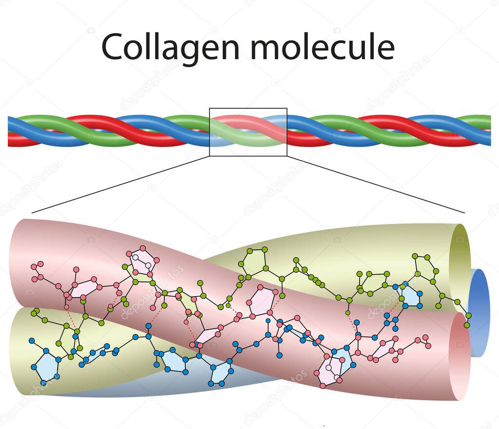 A small portion of collagen, colored to highlight the three chains