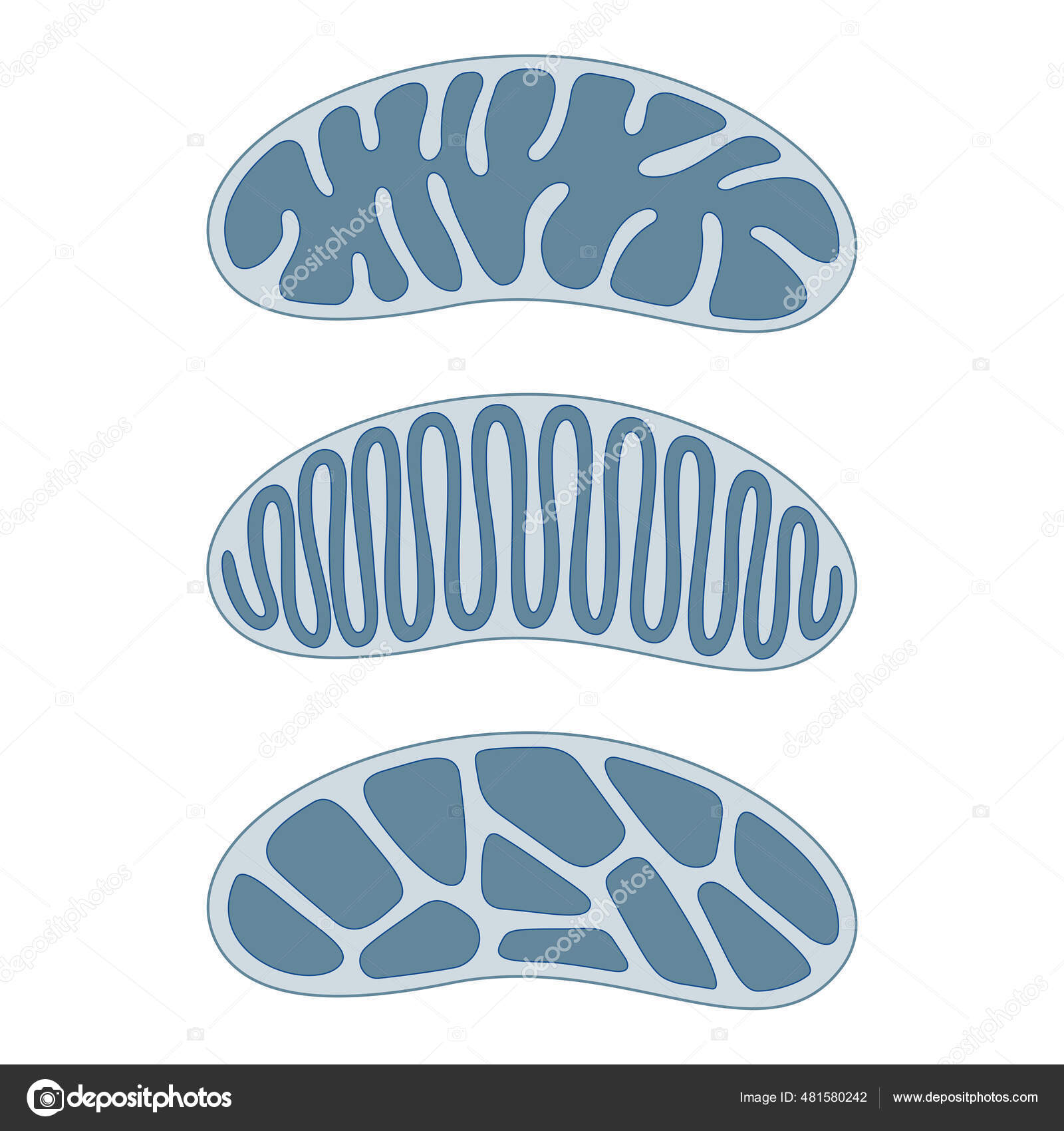 Jenis Dasar Dan Bentuk Struktur Halus Dari Krista Mitokondria Tipe