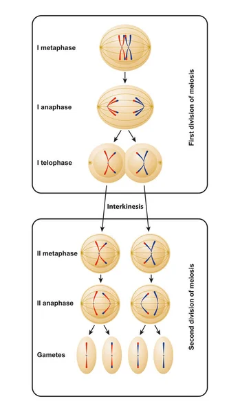 Διαίρεση Της Κακοσμίας Meiosis Χωρίζεται Meiosis Και Meiosis — Φωτογραφία Αρχείου