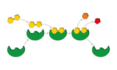 Lock and key model. Enzymes are proteins that act as biological catalysts (biocatalysts). Catalysts accelerate chemical reactions clipart