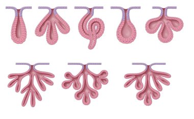 Exocrine glands have two structural classifications, unicellular (one cell layer) and multicellular (many cell layers) clipart
