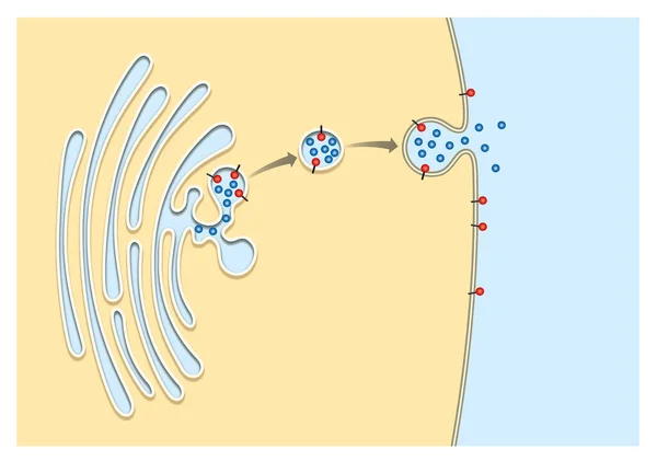 Exocytosis Dermatopatoloji Exocytosis Iltihaplı Dolaşım Yoluyla Üst Deriye Sızmaktır — Stok fotoğraf