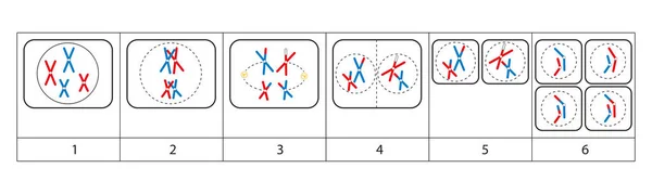 Mitoza Jest Częścią Cyklu Komórkowego Którym Replikowane Chromosomy Podzielone Dwa — Zdjęcie stockowe