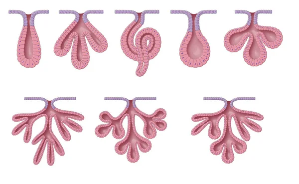 Exocrine bezlerinin iki yapısal sınıflandırması vardır, tek hücreli (bir hücre katmanı) ve çok hücreli (birçok hücre katmanı).)
