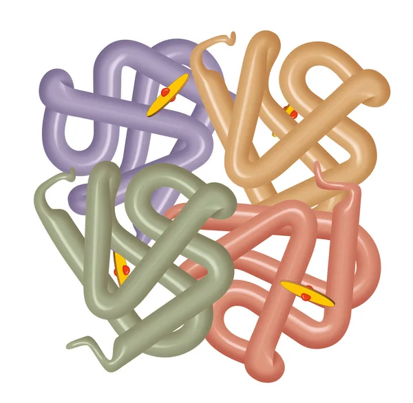 Struktura Cząsteczki Ludzkiej Hemoglobiny — Zdjęcie stockowe