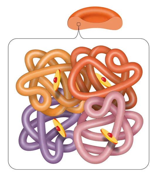 Hemoglobin Hemoglobin Molekula Szerkezete — Stock Fotó