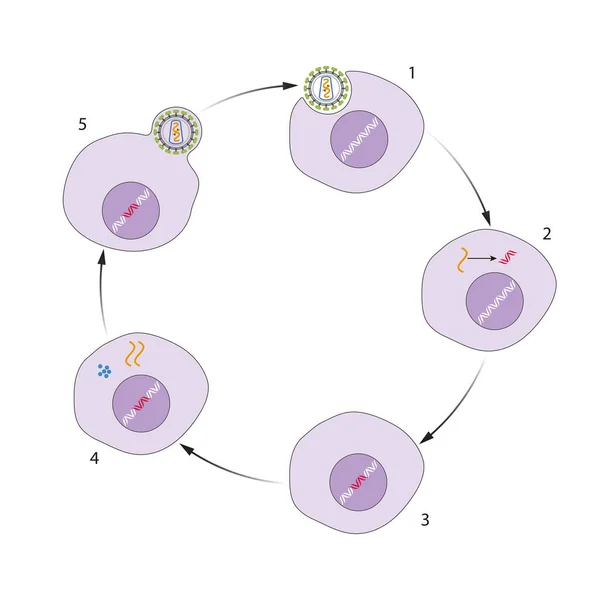 Seria Pași Care Hiv Urmează Pentru Multiplica Organism — Fotografie, imagine de stoc