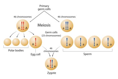 Meiosis and formation of zygote clipart