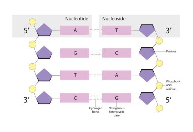 Nükleotidler organik moleküllerdir. Nükleositler glikozilaminlerdir.