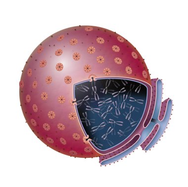 Hücre çekirdeği yapısı, kromatin. Nükleus, Nucleolus, insan vücut hücresi