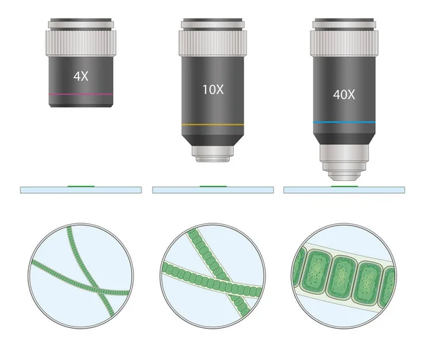 Vista Microscopio Cianobatteri Cianofiti — Foto Stock