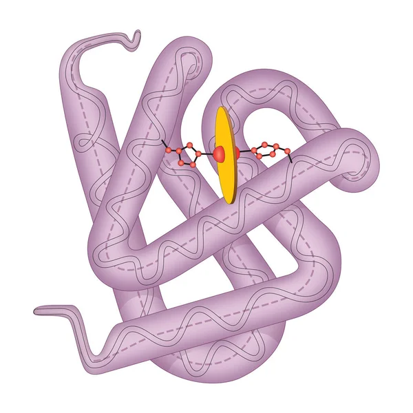 Structuur Van Menselijk Myoglobinemolecuul — Stockfoto