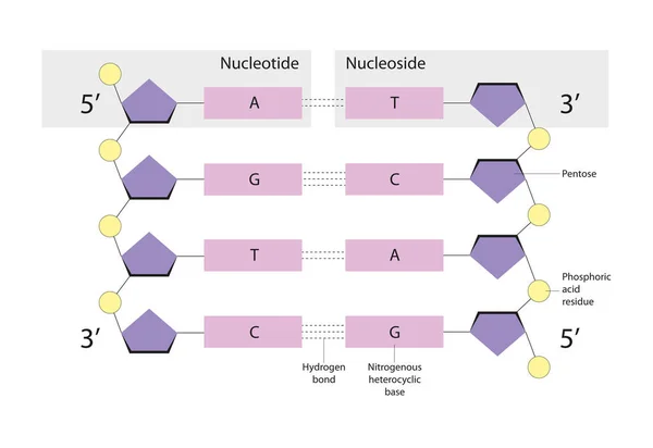 Nucleotides Organic Molecules Nucleosides Glycosylamines — Stock Photo, Image