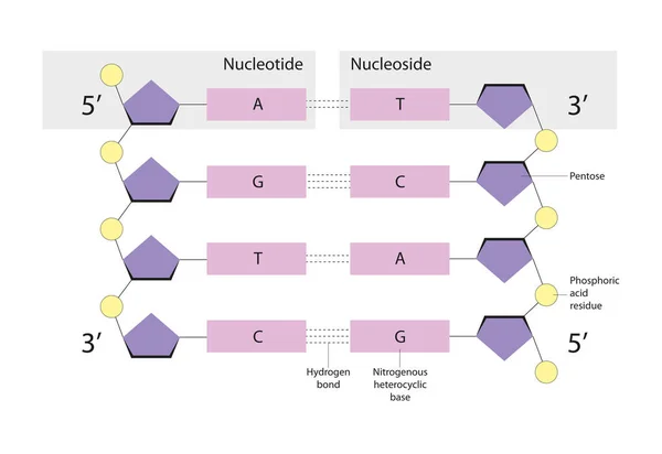 클레오 티드는 분자이다 Nucleosides 라민입니다 — 스톡 사진