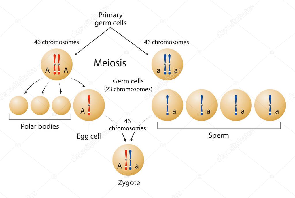 Meiosis and formation of zygote