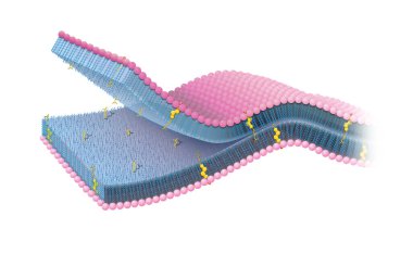 Kolesterollü hücre zarı veya sitoplazmik zar