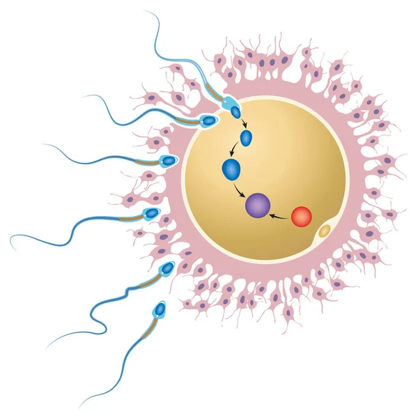 Ilustracja Komórki Jajowej Zapłodnionej Nasieniem — Zdjęcie stockowe