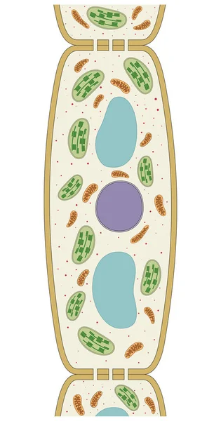 세포의 — 스톡 사진