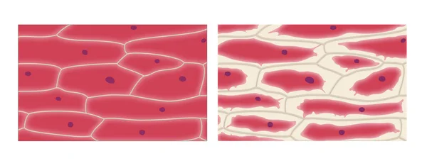 Soğan epidermis hücrelerinde plazmoliz