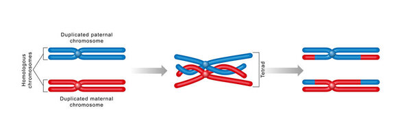 Prophase is the first stage of cell division in both mitosis and meiosis