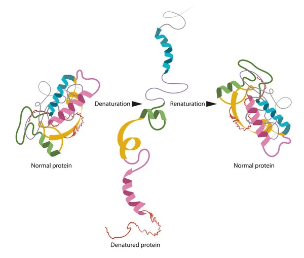 Δομή Της Φυσιολογικής Και Αποσυναρμολογημένης Πρωτεΐνης — Φωτογραφία Αρχείου