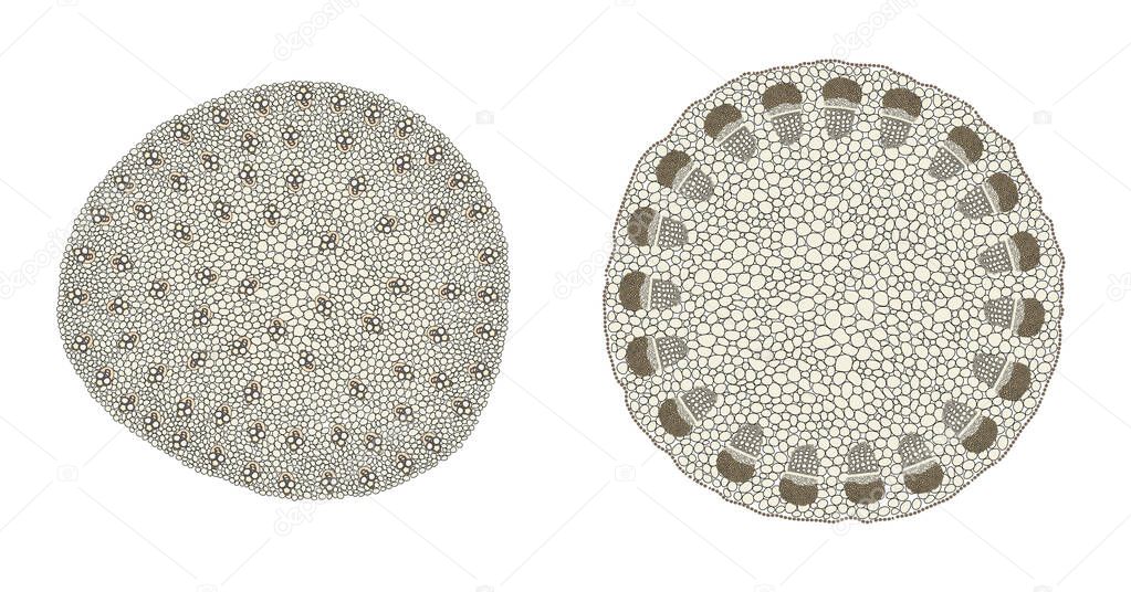 Plant Stem comparison on monocot (left) and dicot (right)
