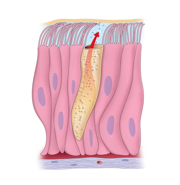 Illustrazione Raffigurante Epitelio Colonnare Pseudostratificato Ciliato — Foto Stock