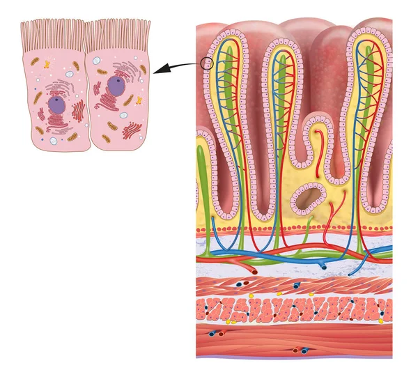 Magens Vägglager Och Gastriska Körtlar Detaljerad Anatomi — Stockfoto