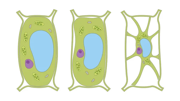 Bitki Hücrelerine Turgor Basıncı — Stok fotoğraf