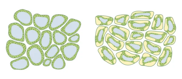 Bitki Hücrelerinde Turgor Basıncı — Stok fotoğraf