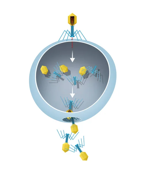 Replikacja Wirusa Tworzenie Się Wirusów Biologicznych Podczas Procesu Zakażenia Docelowych — Zdjęcie stockowe