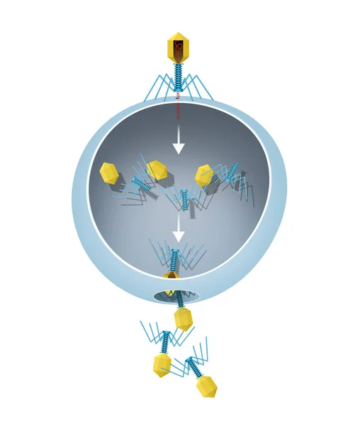 Viral Replikation Bildandet Biologiska Virus Infektionsprocessen Målvärdcellerna Virus Måste Först — Stockfoto