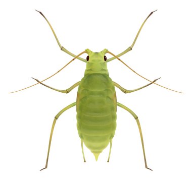 Yaprak biti. Şizaphis graminyumu. Greenfly illüstrasyonu